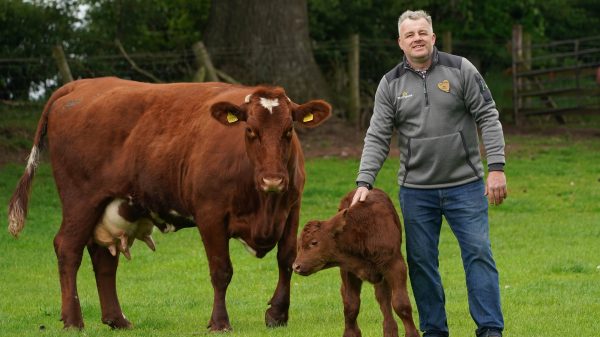 Morrisons partnered with environmental technology company Sea Forest to fast-track the process of feeding its cattle seaweed-based livestock feed in a bid to help reduce carbon production from beef products. 